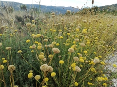 Santolina rosmarinifolia