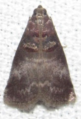 Acrobasis stigmella