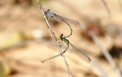 Platycnemis kervillei