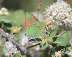Callophrys affinis