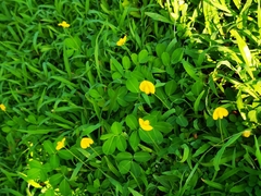 Arachis duranensis