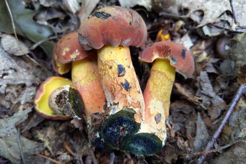 Boletus sensibilis