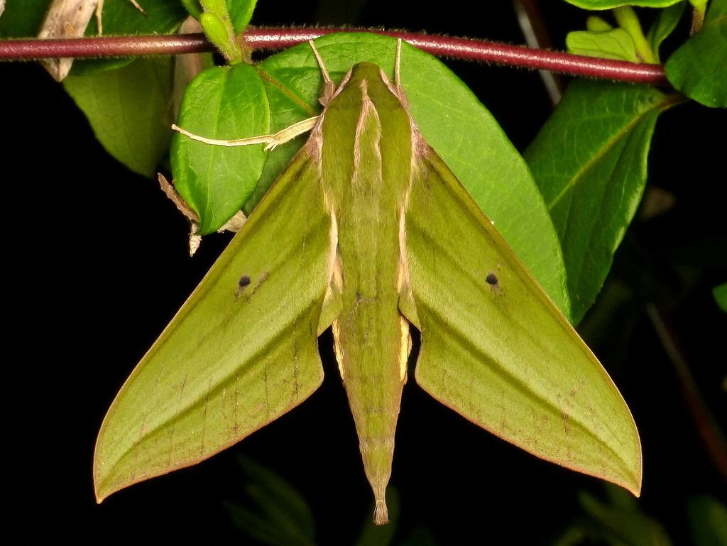 Xylophanes virescens