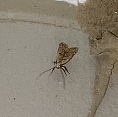 Dichomeris punctipennella