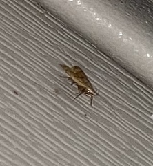 Dichomeris punctipennella