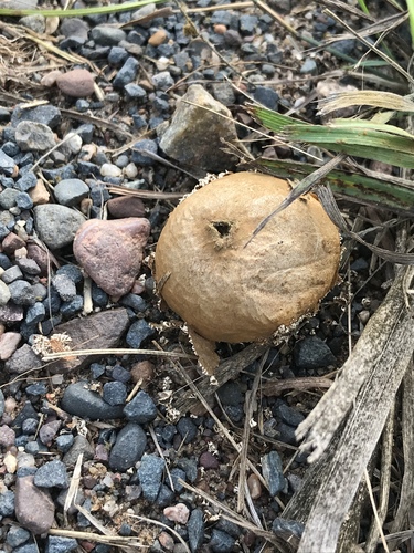 photo of Onion Earthball (Scleroderma cepa)
