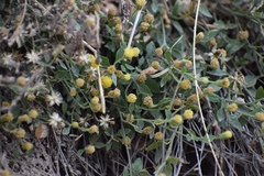 Perityle congesta