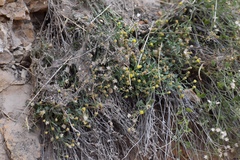 Perityle congesta