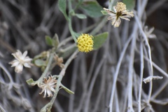 Perityle congesta
