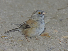 Junco bairdi