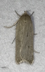 Gonioterma mistrella