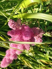 Spiraea