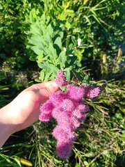 Spiraea