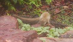 Heliosciurus gambianus