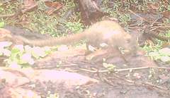 Heliosciurus gambianus