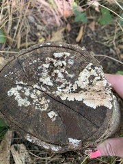 Schizophyllineae