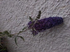 Buddleja davidii