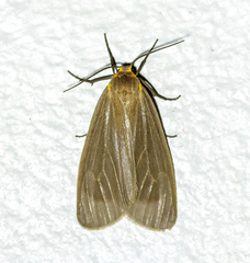 Pagara simplex