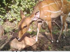Tragelaphus scriptus