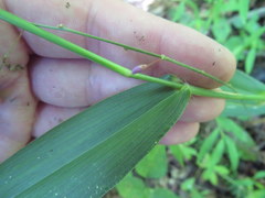 Dichanthelium polyanthes