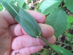 Dichanthelium polyanthes