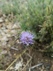 Jasione