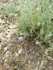 Jasione