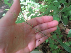 Dichanthelium polyanthes