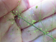 Dichanthelium polyanthes