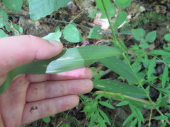 Dichanthelium polyanthes