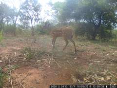 Tragelaphus scriptus