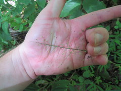 Dichanthelium polyanthes