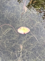 Polypedilum braseniae