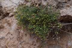 Perityle congesta