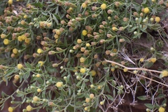 Perityle congesta