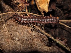 Pseudopolydesmus erasus