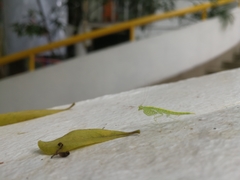 Tropidomantis tenera