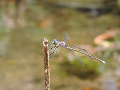 Archilestes