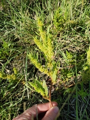 Rumex maritimus