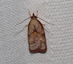 Enchocrates glaucopis