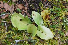 Platanthera orbiculata