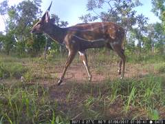 Tragelaphus scriptus