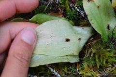 Platanthera orbiculata