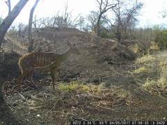 Tragelaphus scriptus