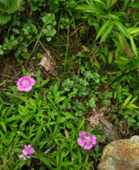 Dianthus chinensis × barbatus