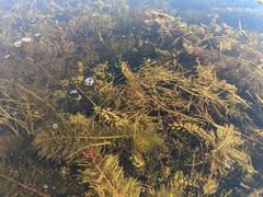 Potamogeton obtusifolius