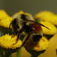 Bombus ternarius