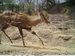 Tragelaphus scriptus