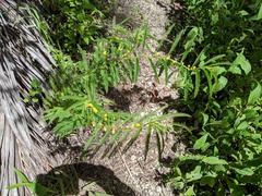 Chamaecrista nictitans aspera
