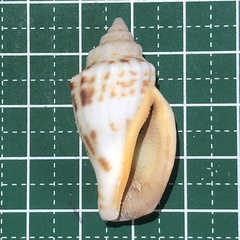 Canarium urceus